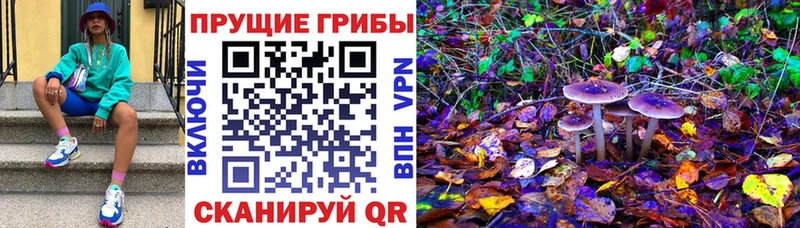 Псилоцибиновые грибы Cubensis  Бежецк 